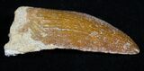 Inch Carcharodontosaurus Tooth #3521-1
